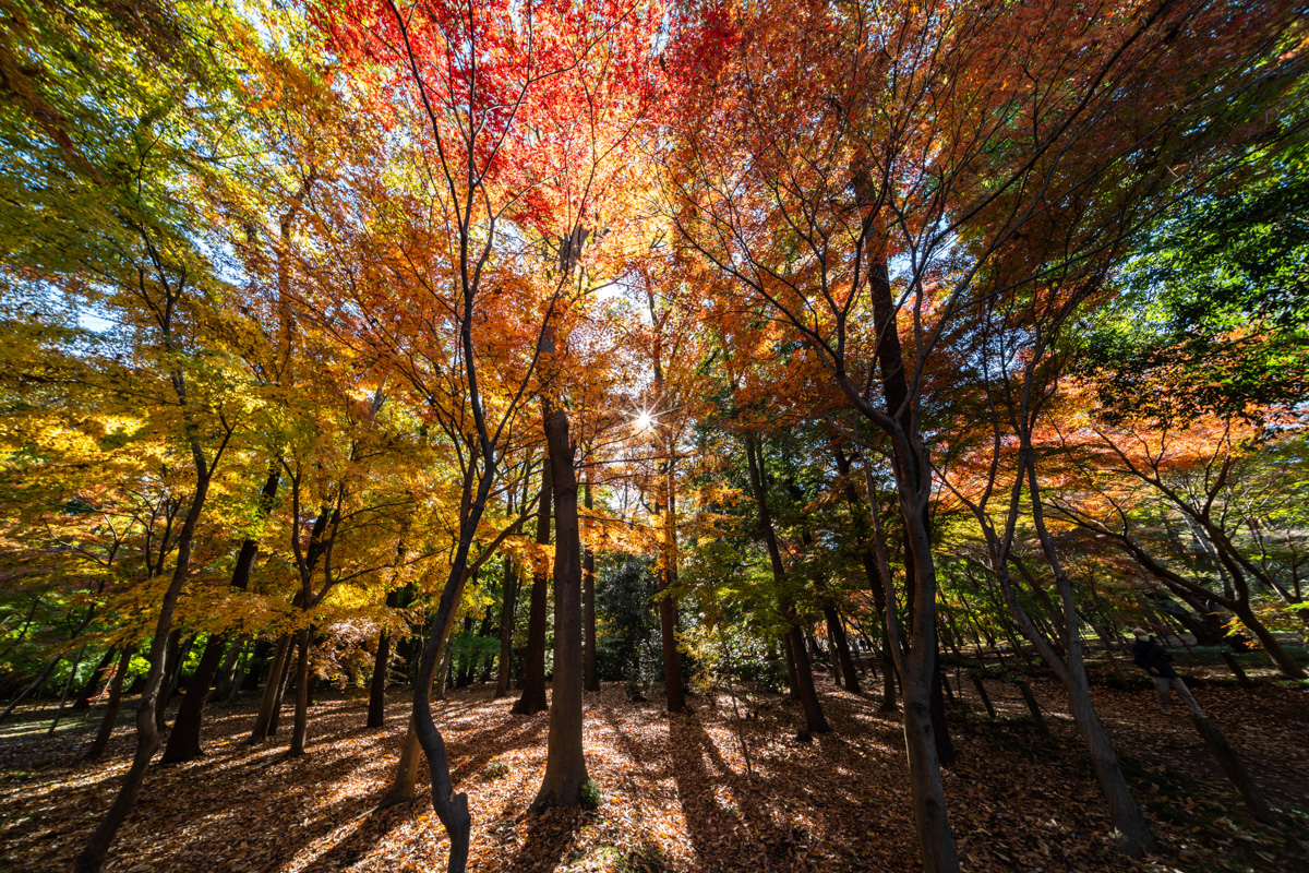 平林寺の紅葉と武蔵野の雑木林