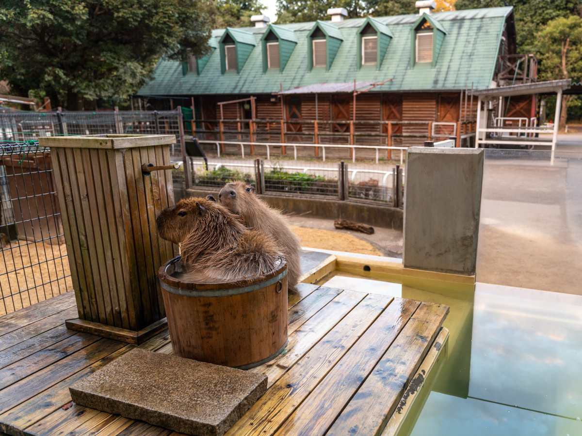 智光山公園こども動物園　カピバラ　どうぶつ温泉