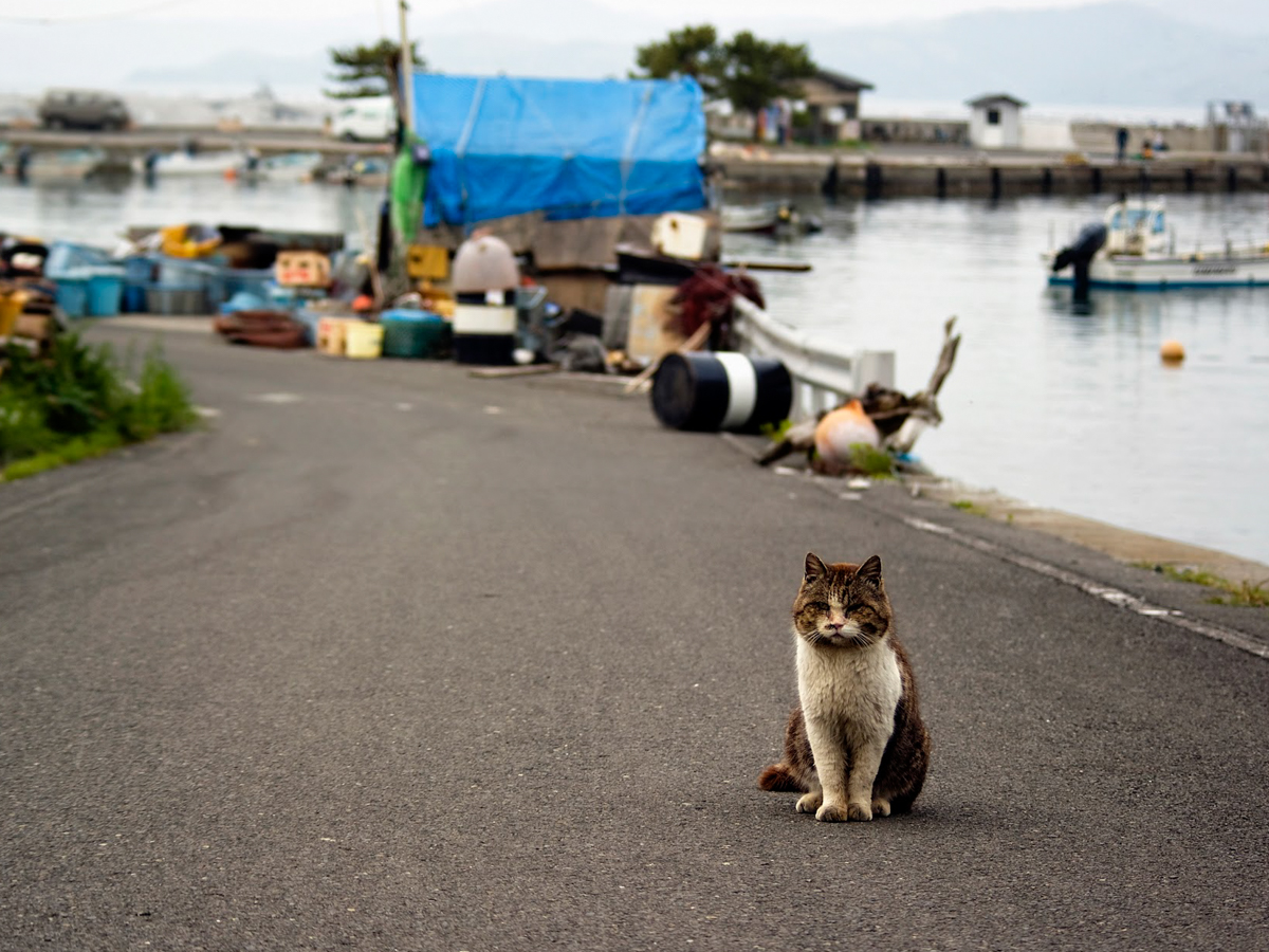 猫島「田代島」の猫